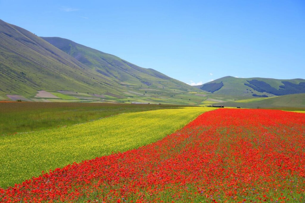 Fioritura di Castelluccio di Norcia