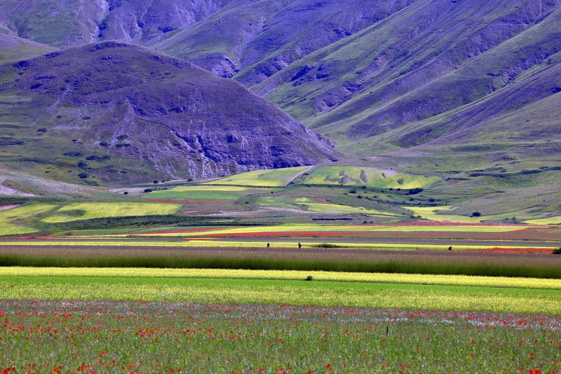 Fioritura di Castelluccio di Norcia