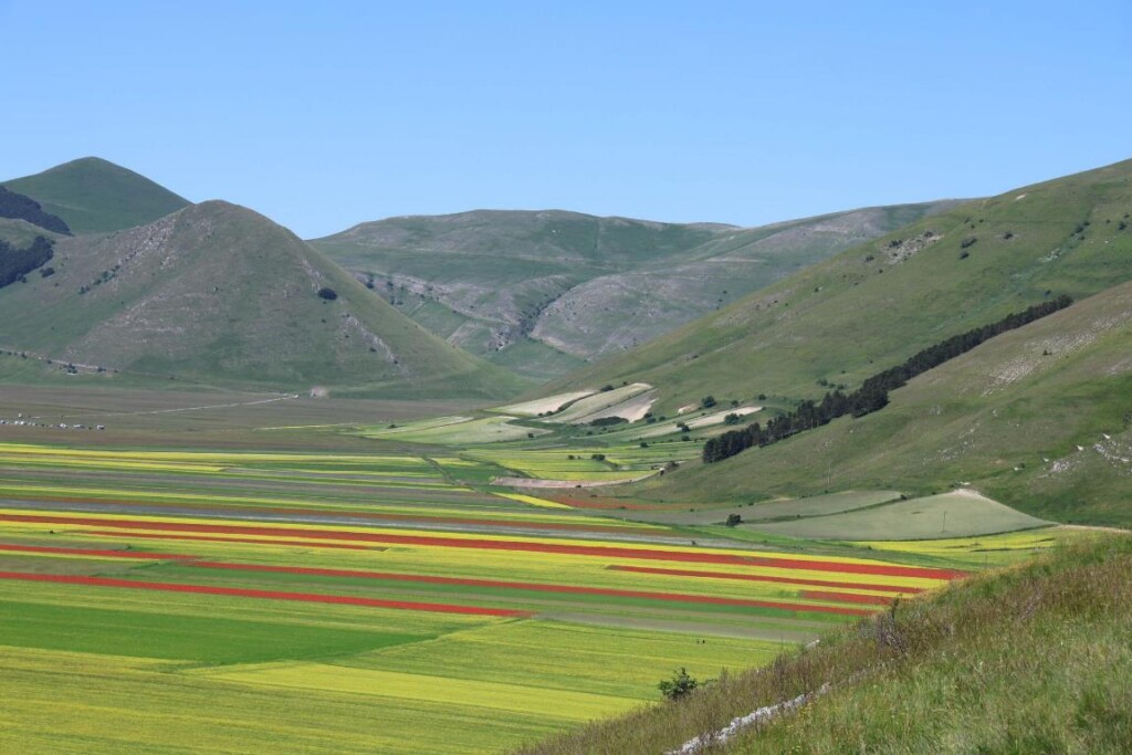 Fioritura di Castelluccio di Norcia