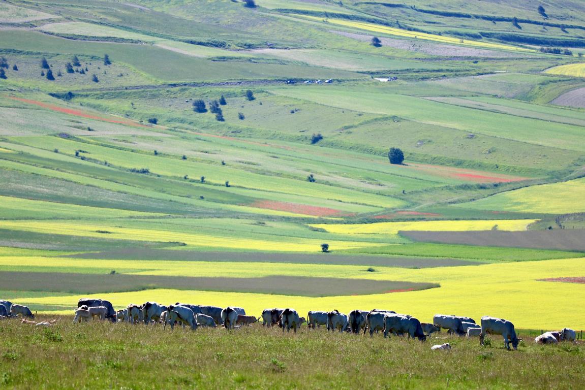 Fioritura di Castelluccio di Norcia