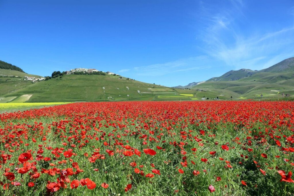 Fioritura di Castelluccio di Norcia