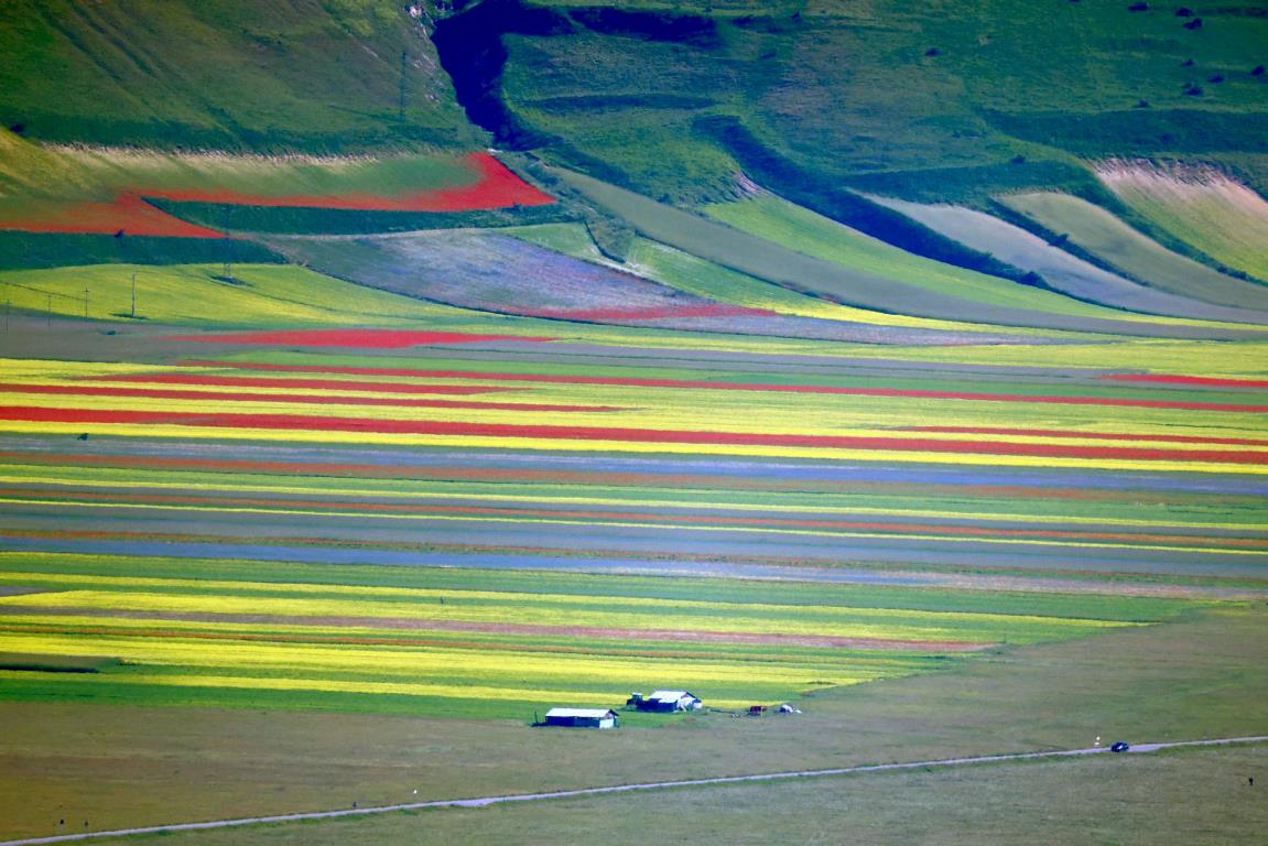 Fioritura di Castelluccio di Norcia