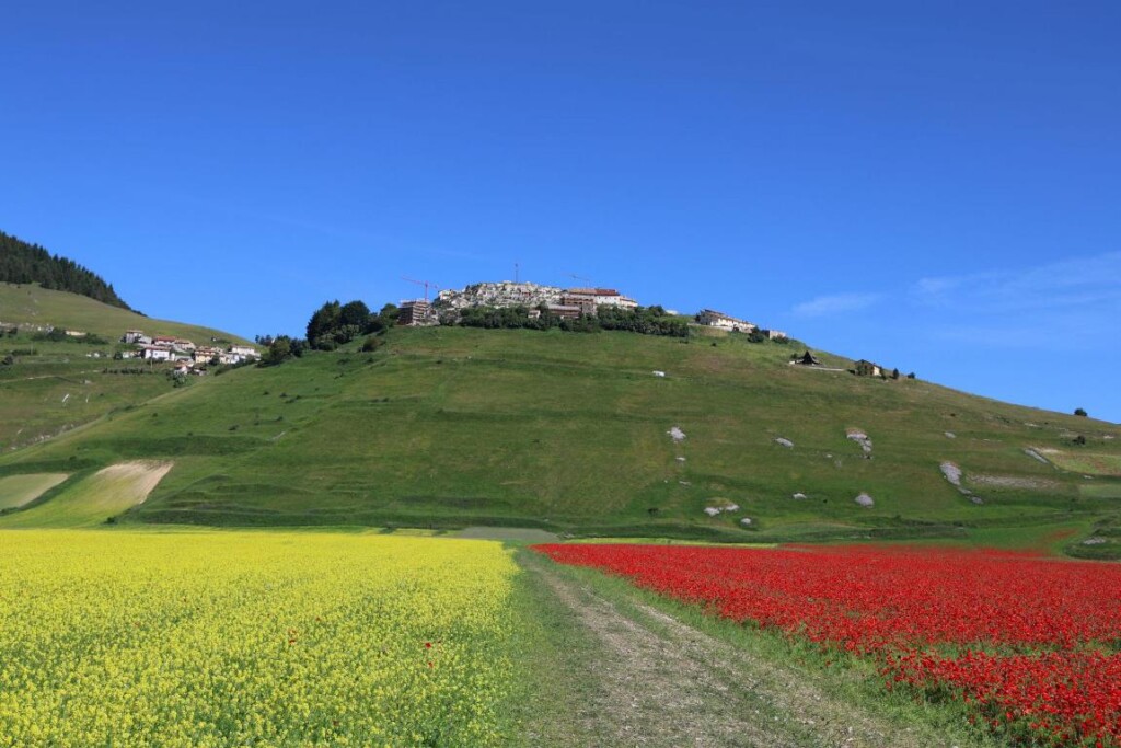 Fioritura di Castelluccio di Norcia