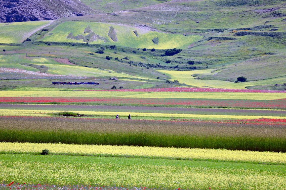 Fioritura di Castelluccio di Norcia