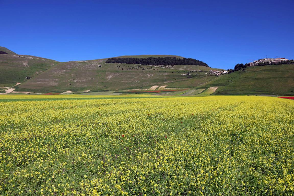 Fioritura di Castelluccio di Norcia