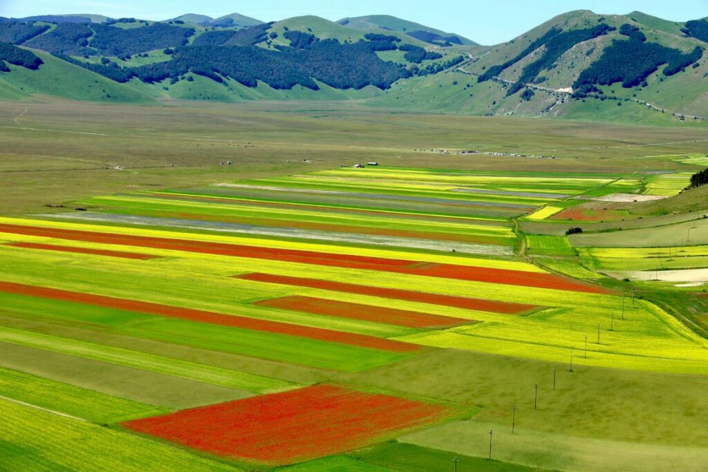 Fioritura di Castelluccio di Norcia