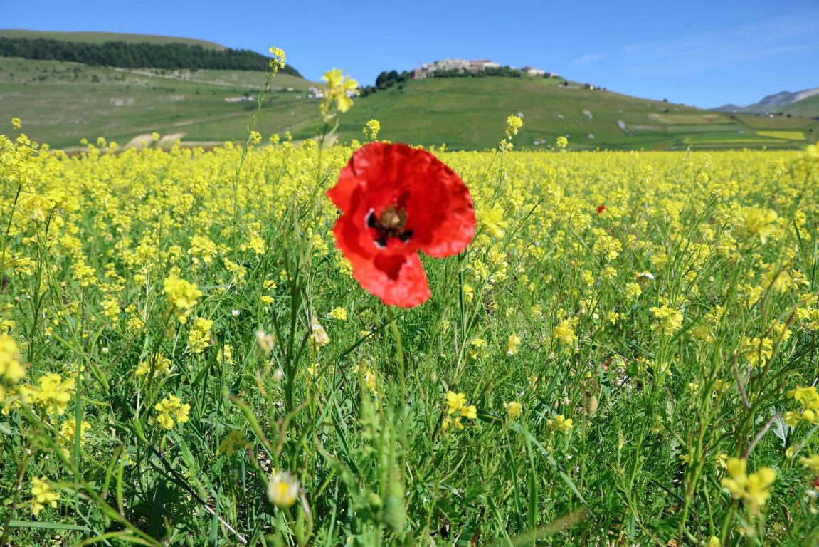 Fioritura di Castelluccio di Norcia