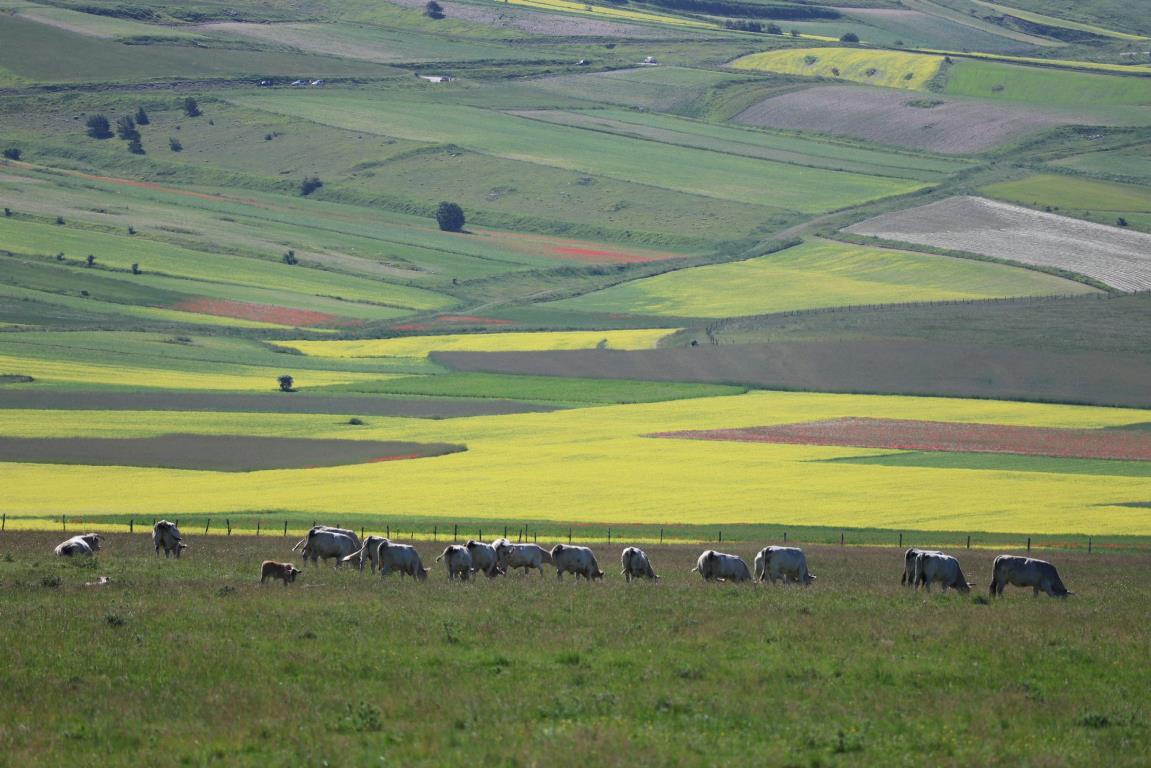 Fioritura di Castelluccio di Norcia