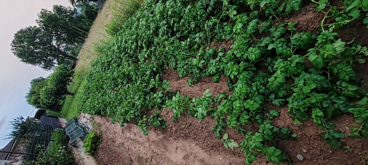 maltempo piemonte agricoltura in ginocchio