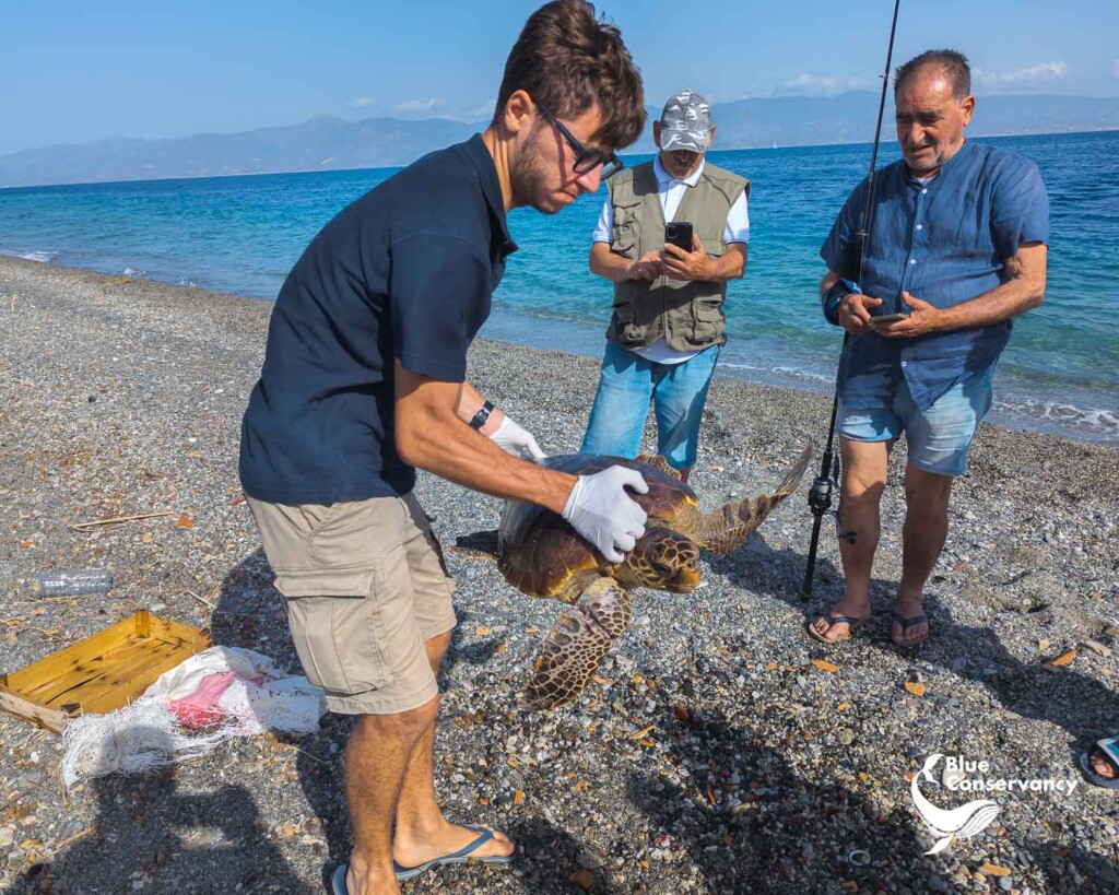 tartaruga caretta caretta salvata pellaro