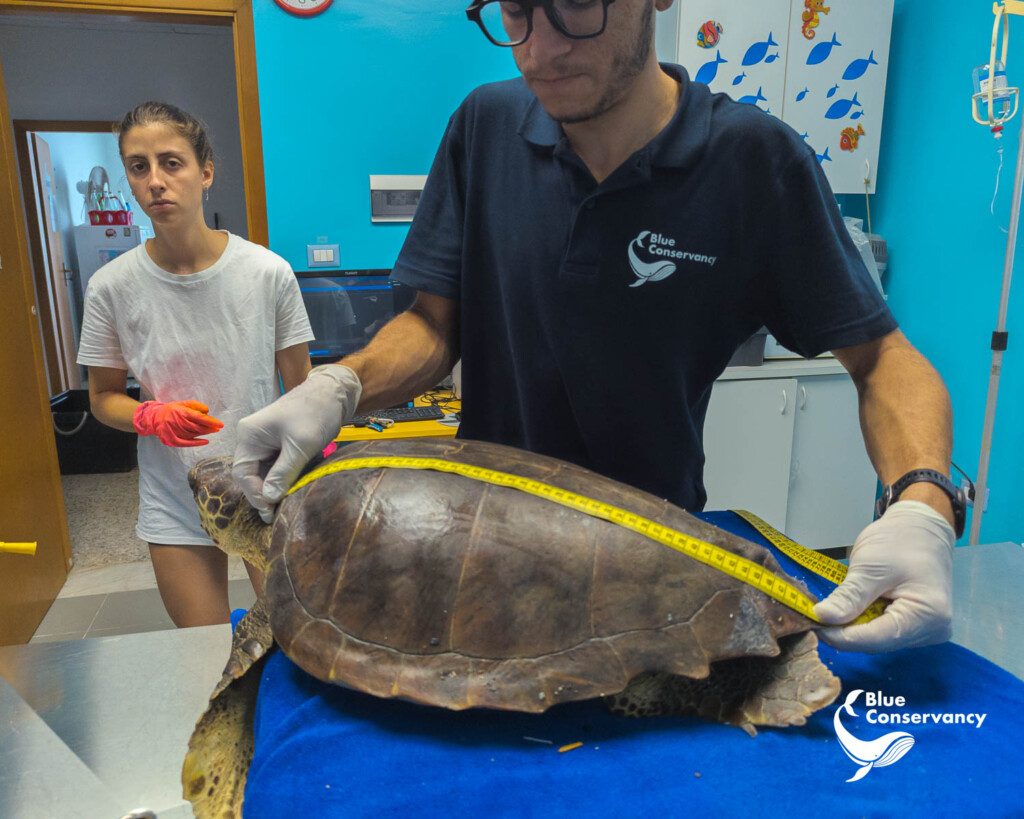 tartaruga caretta caretta salvata pellaro