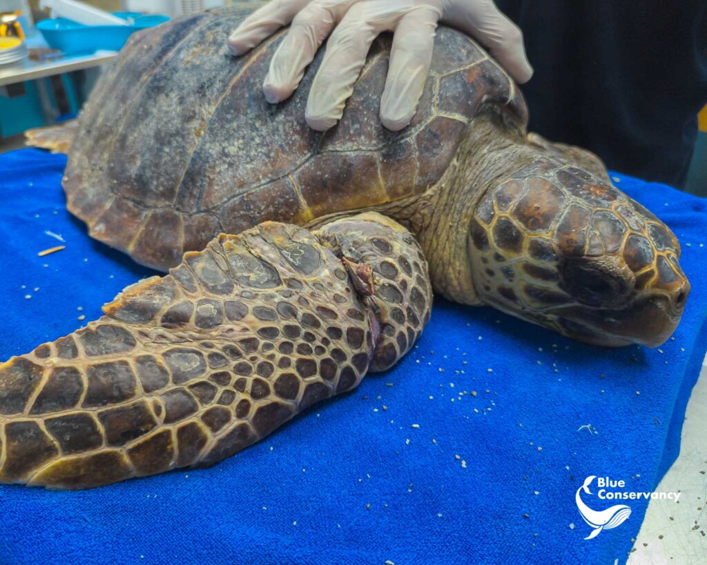 tartaruga caretta caretta salvata pellaro