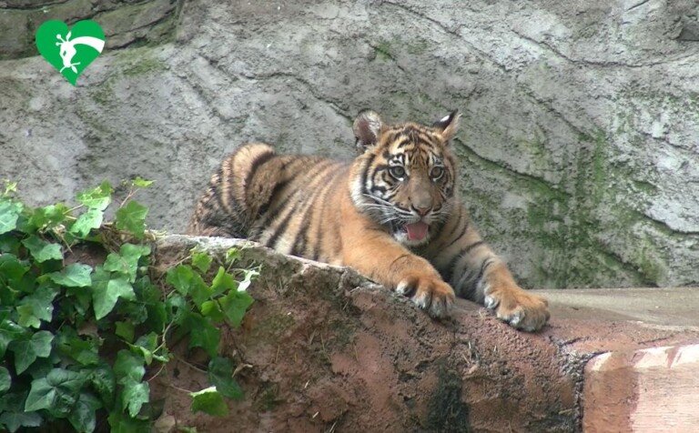 tigrotta kala bioparco roma