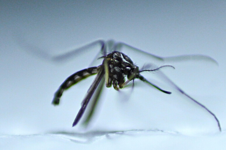 zanzare dengue