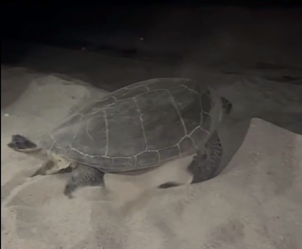 Chelonia mydas tartaruga verde calabria