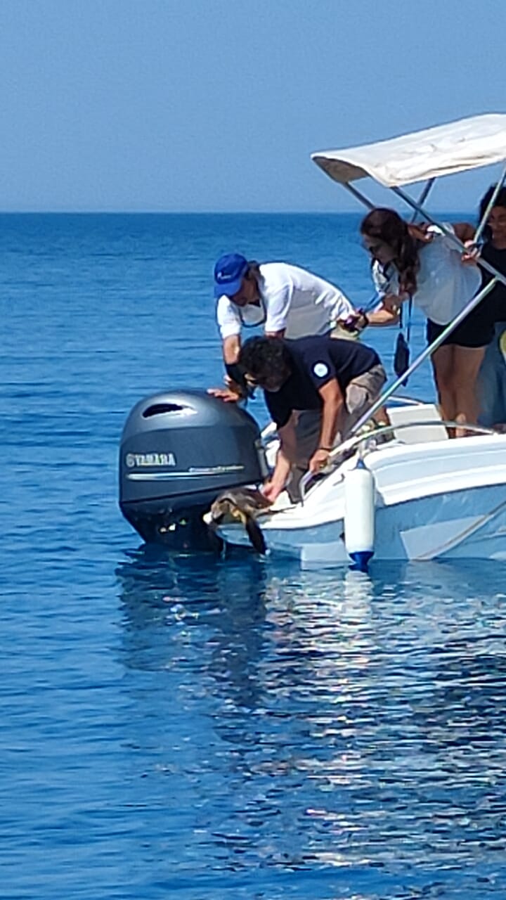 tartarughe Caretta Caretta