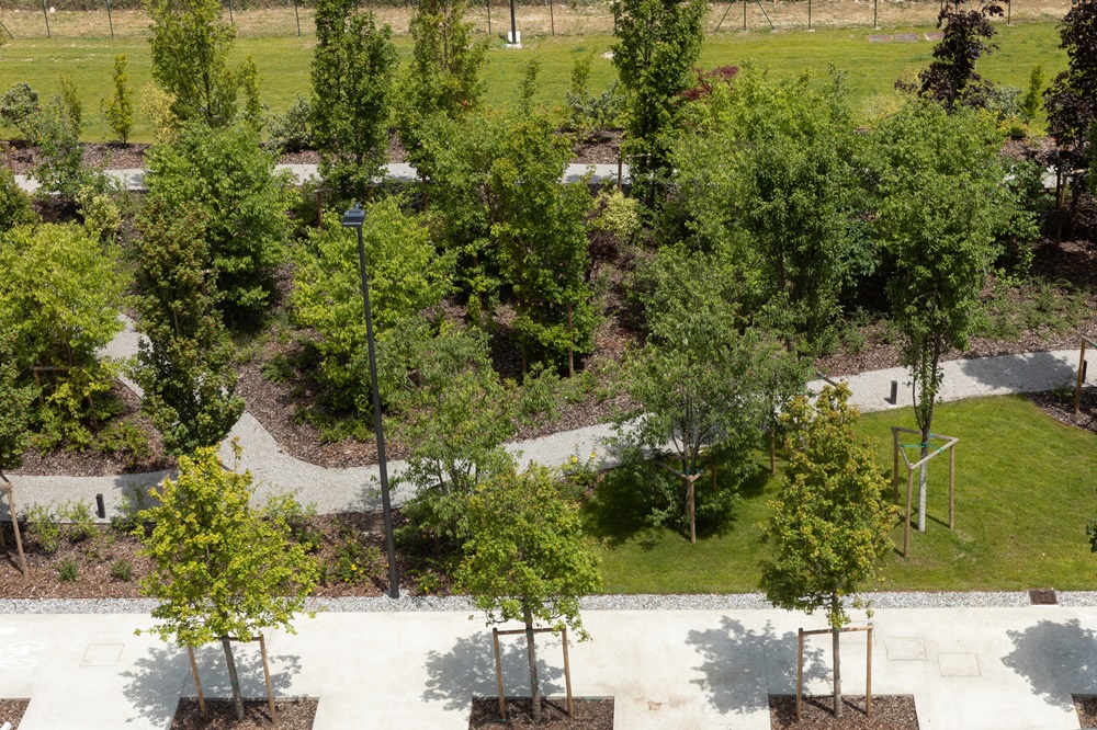 alberi città isola di calore