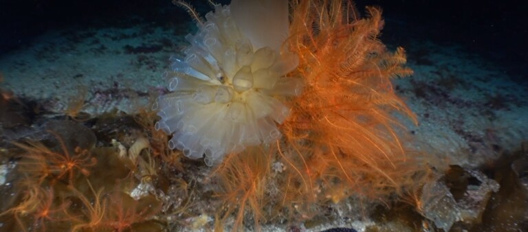 biodiversità vulcano sottomarino