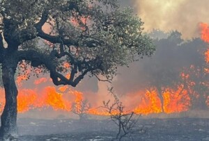 incendi sardegna nuorese