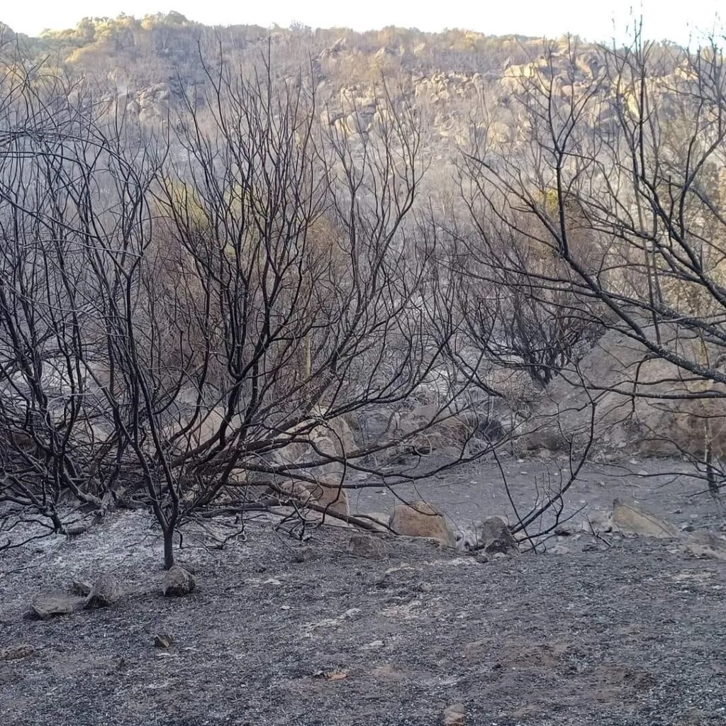 incendio orotelli sardegna