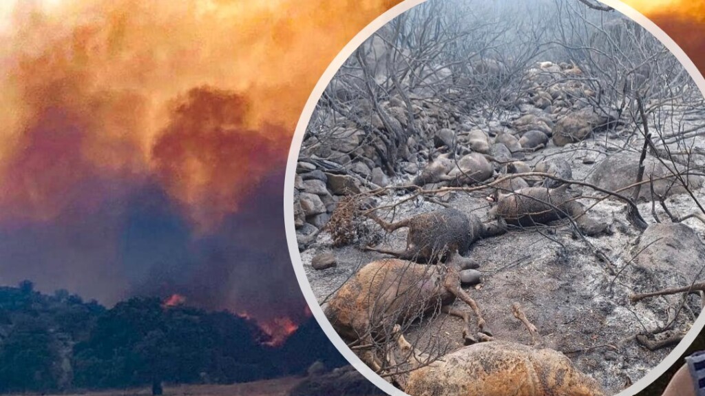 incendio orotelli sardegna