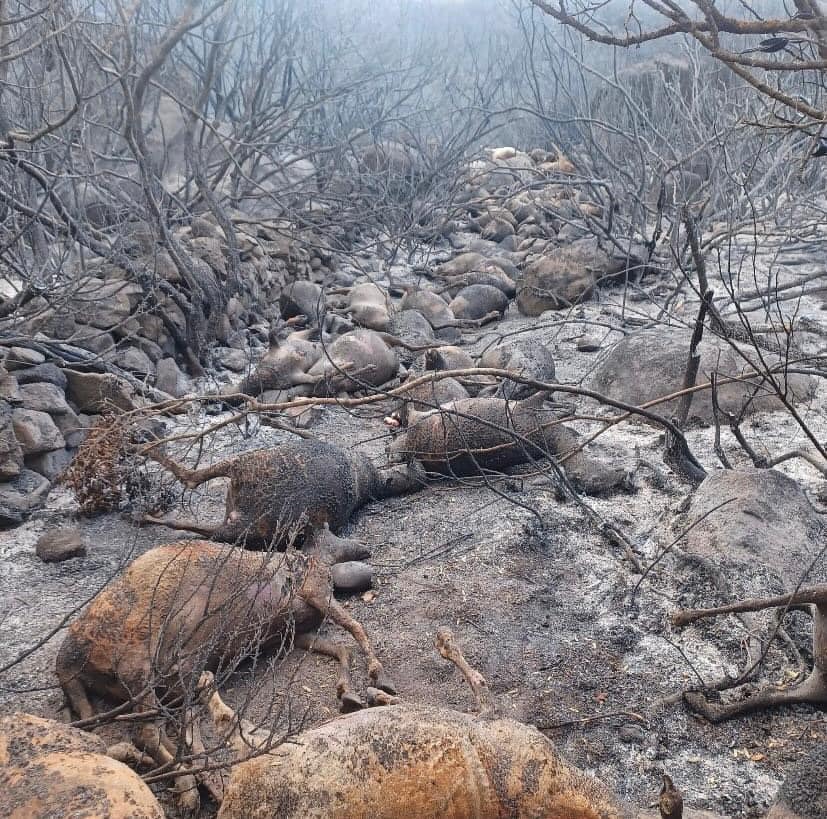 incendio orotelli sardegna