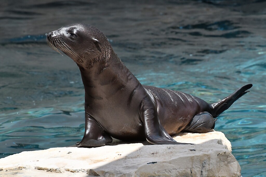 otarie california bioparco roma