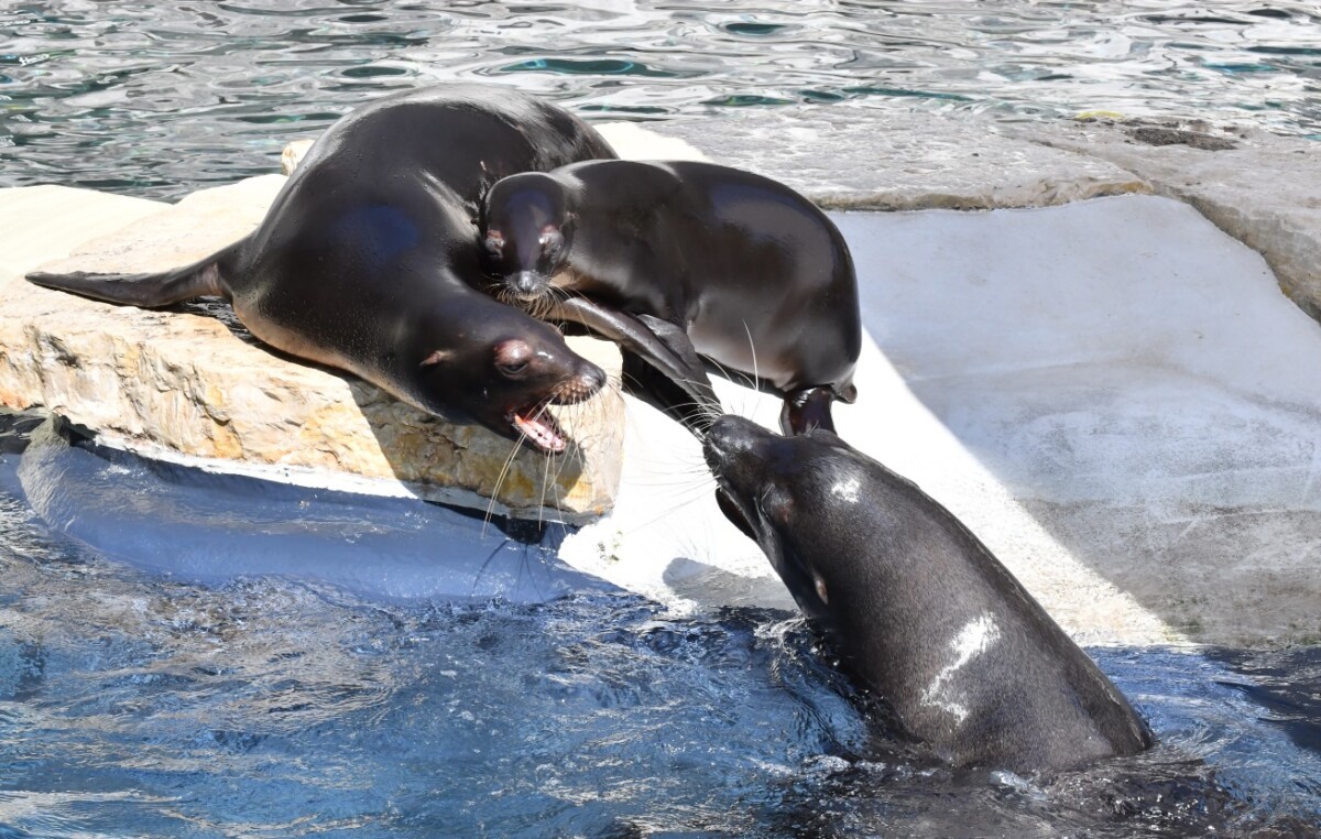 otarie california bioparco roma