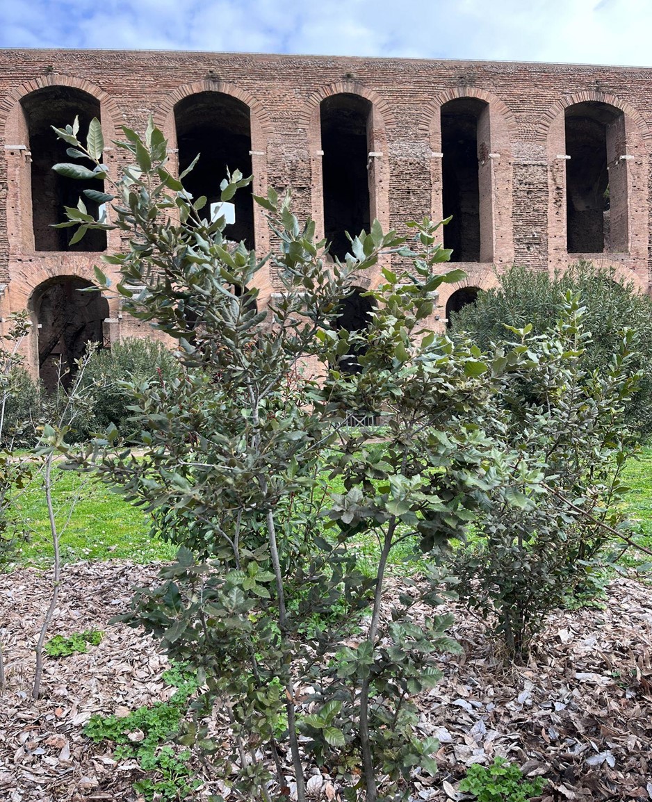 parco archeologico colosseo inquinamento