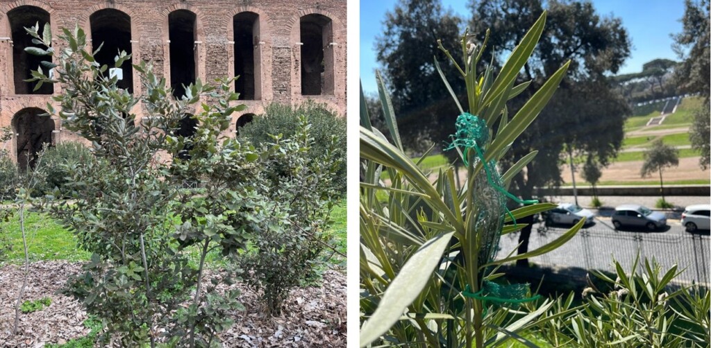 parco archeologico colosseo inquinamento