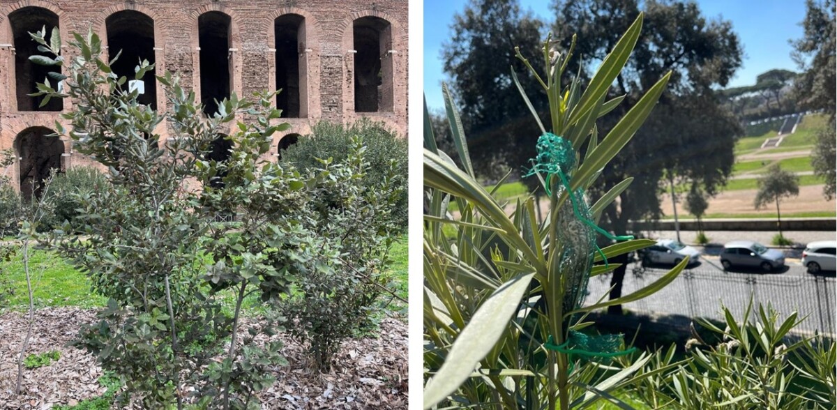 parco archeologico colosseo inquinamento