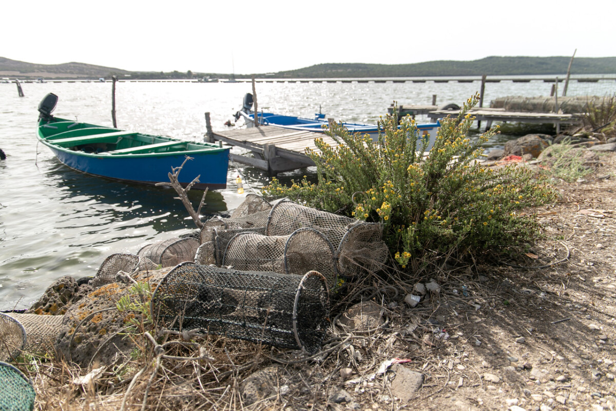 pesca del polpo