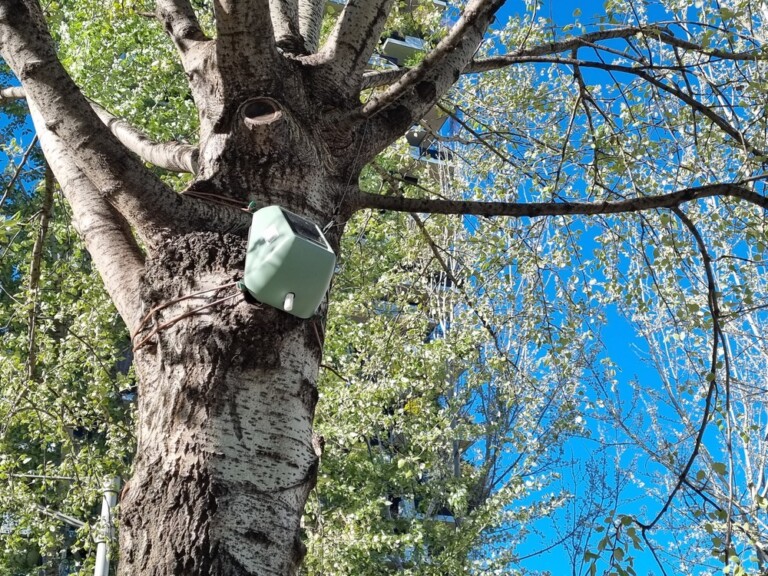 caldo sensori alberi