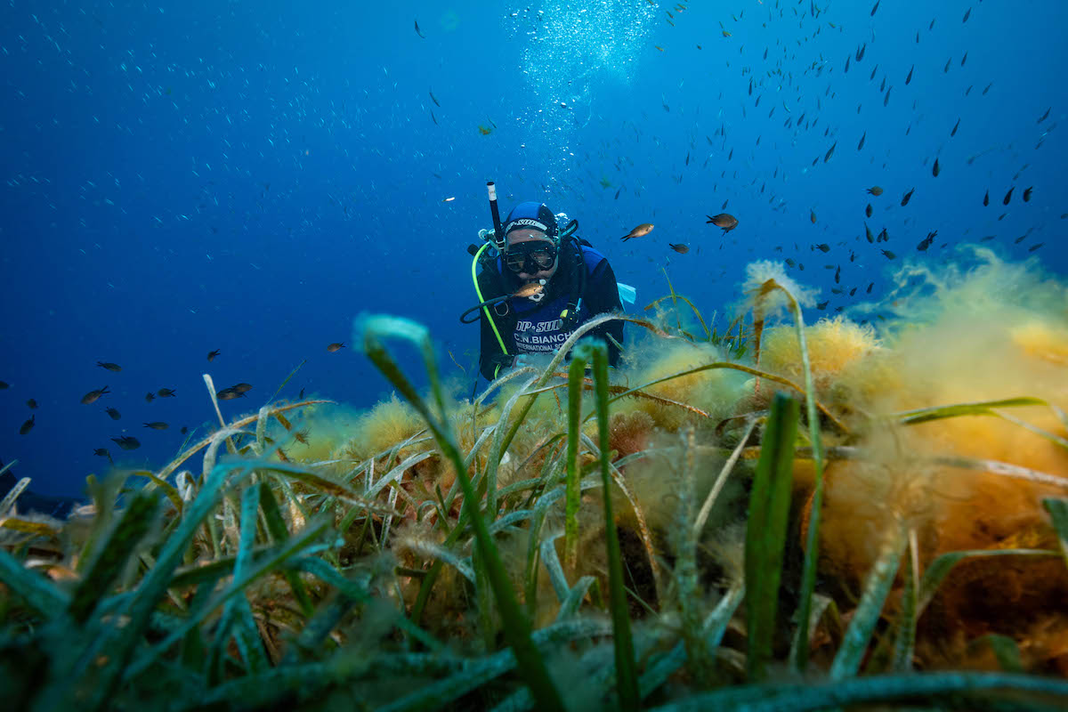 greenpeace Portofino