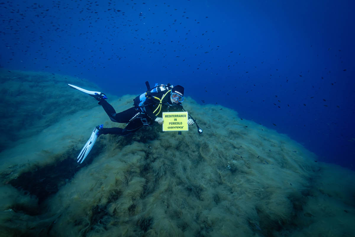 greenpeace Portofino