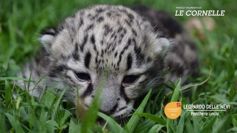 leopardo delle nevi parco bergamo