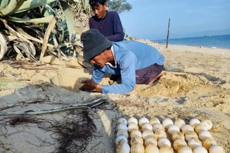 nido tartarughe vietnam