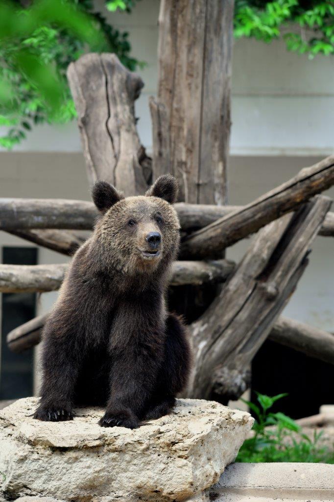 orso kuma bioparco