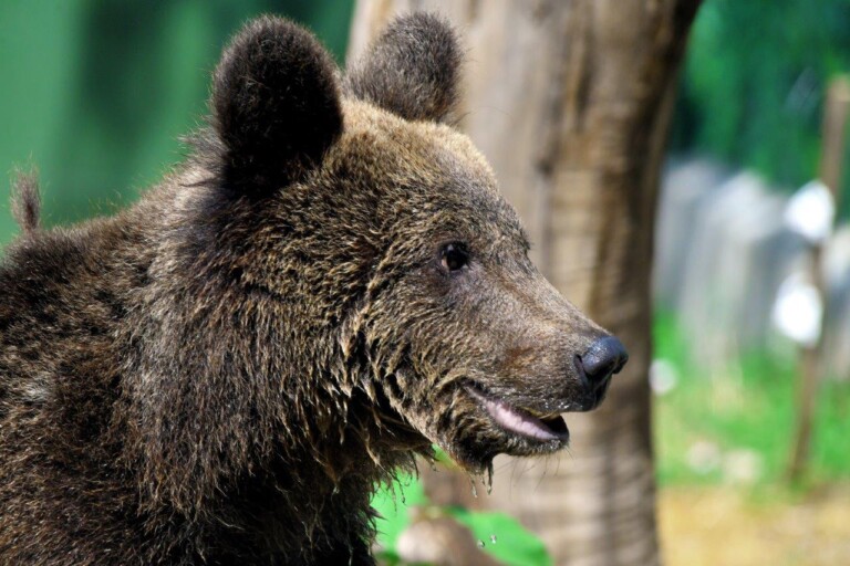 orso kuma bioparco