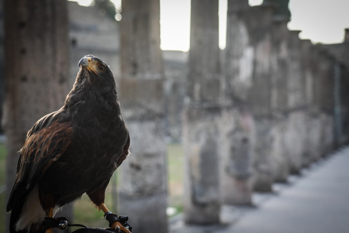 rapaci guardiani pompei