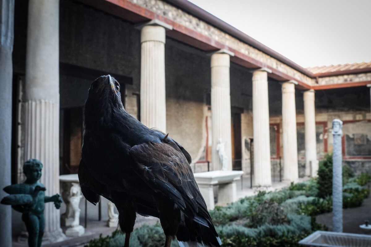 rapaci guardiani pompei