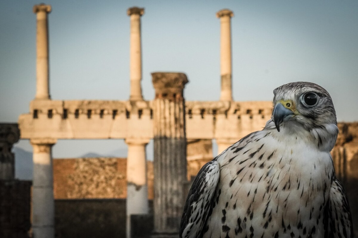 rapaci guardiani pompei