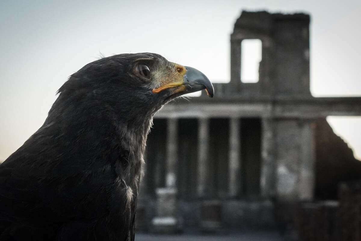 rapaci guardiani pompei