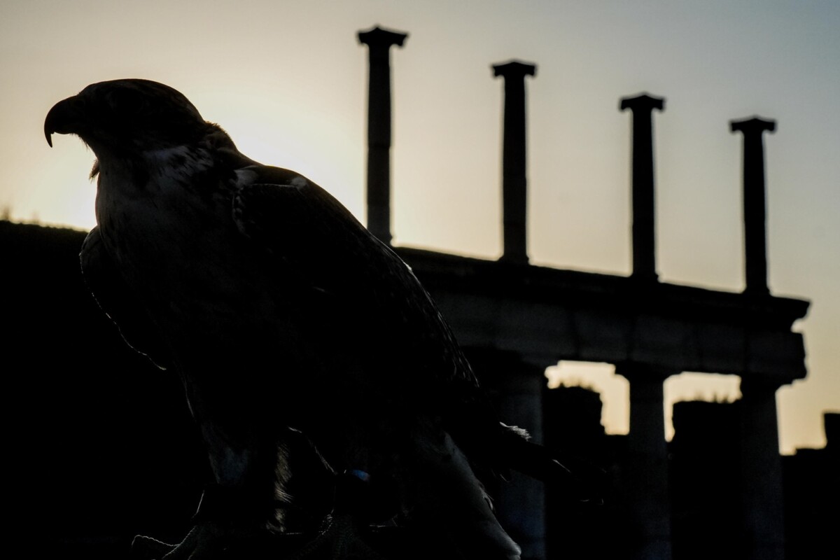 rapaci guardiani pompei