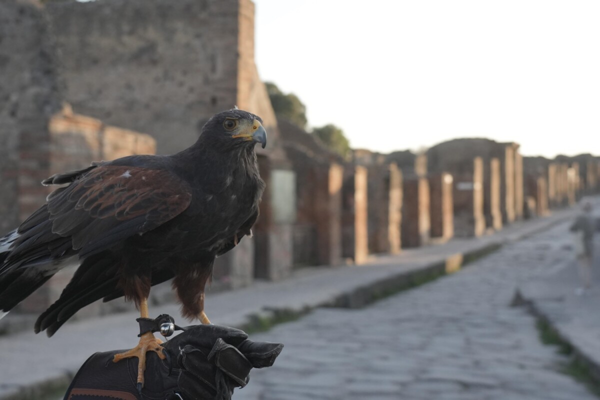 rapaci guardiani pompei