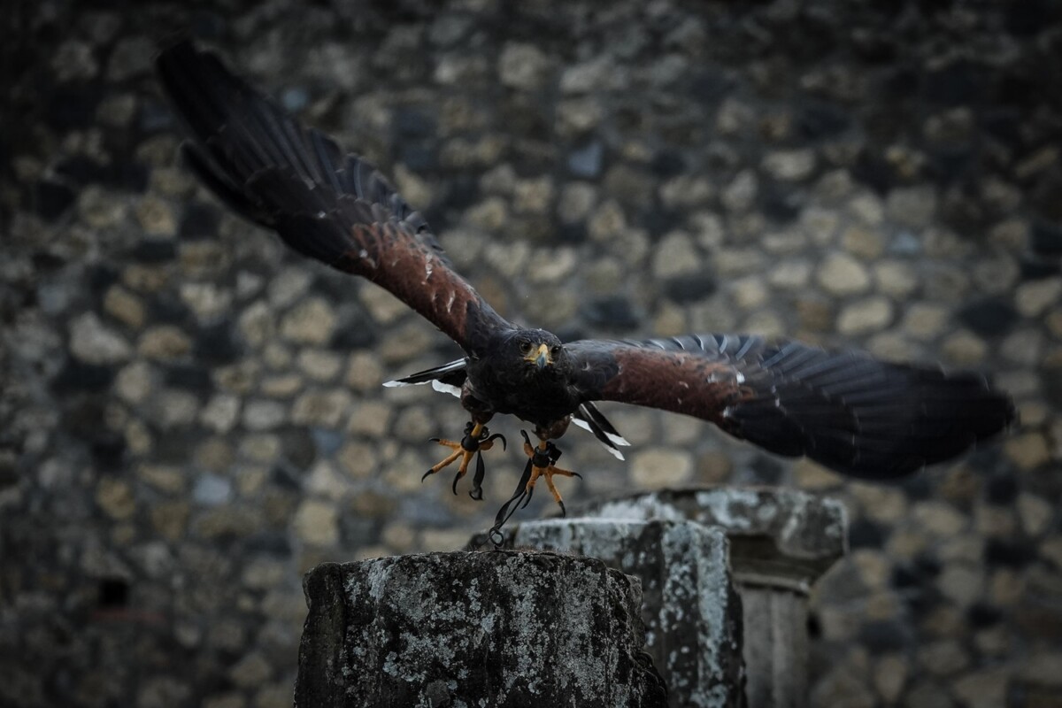 rapaci guardiani pompei