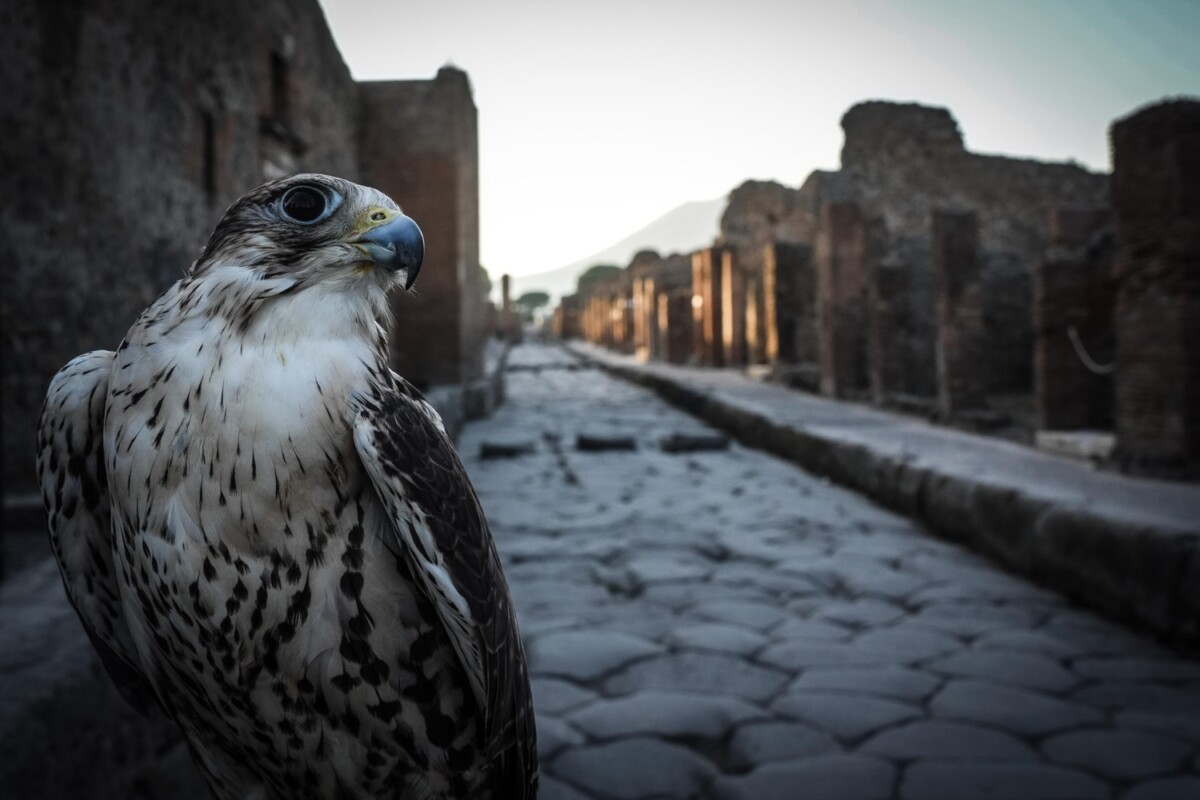 rapaci guardiani pompei