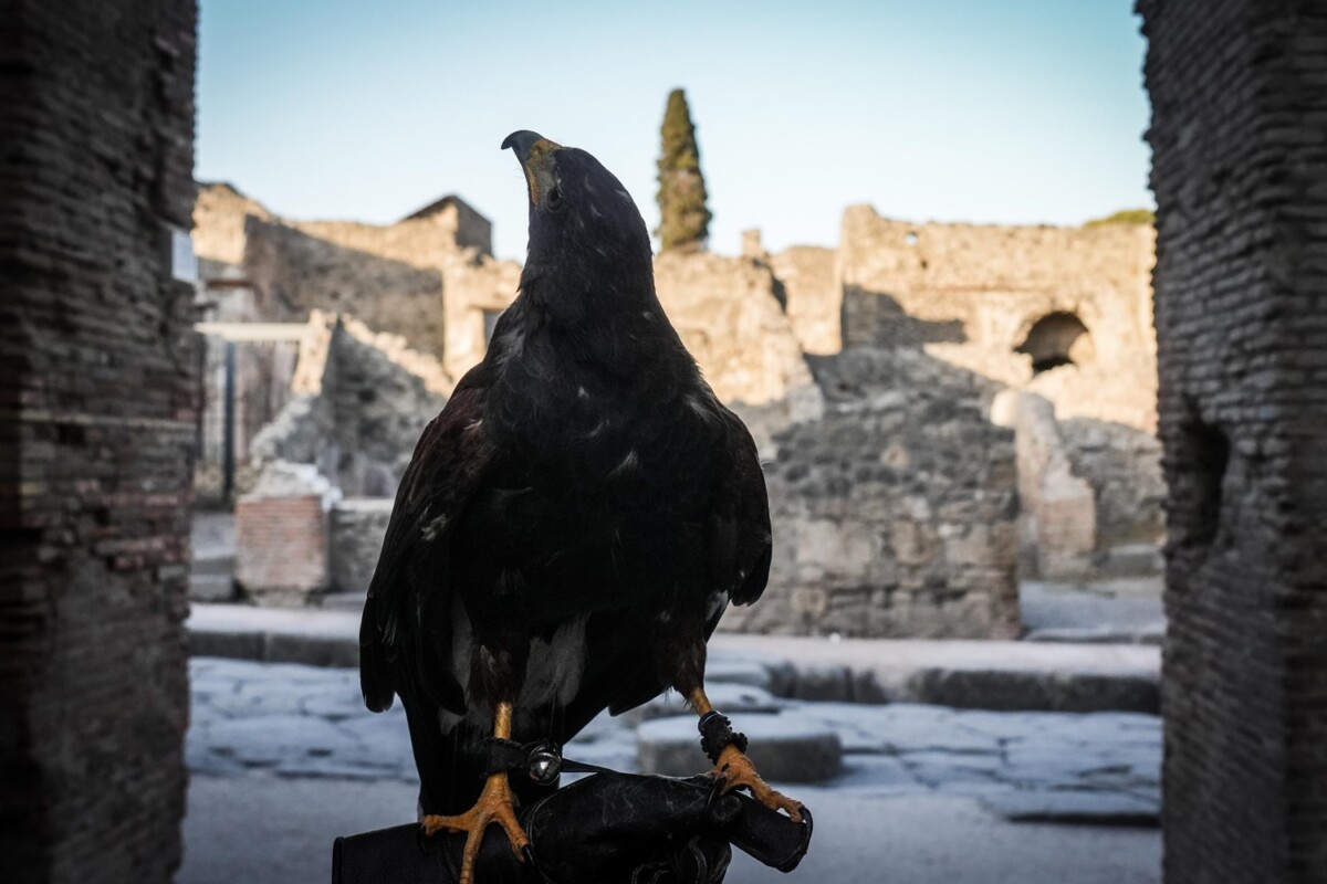 rapaci guardiani pompei