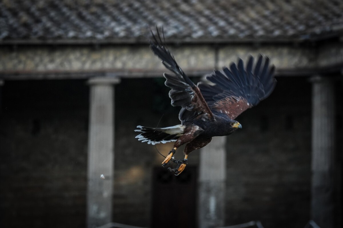 rapaci guardiani pompei