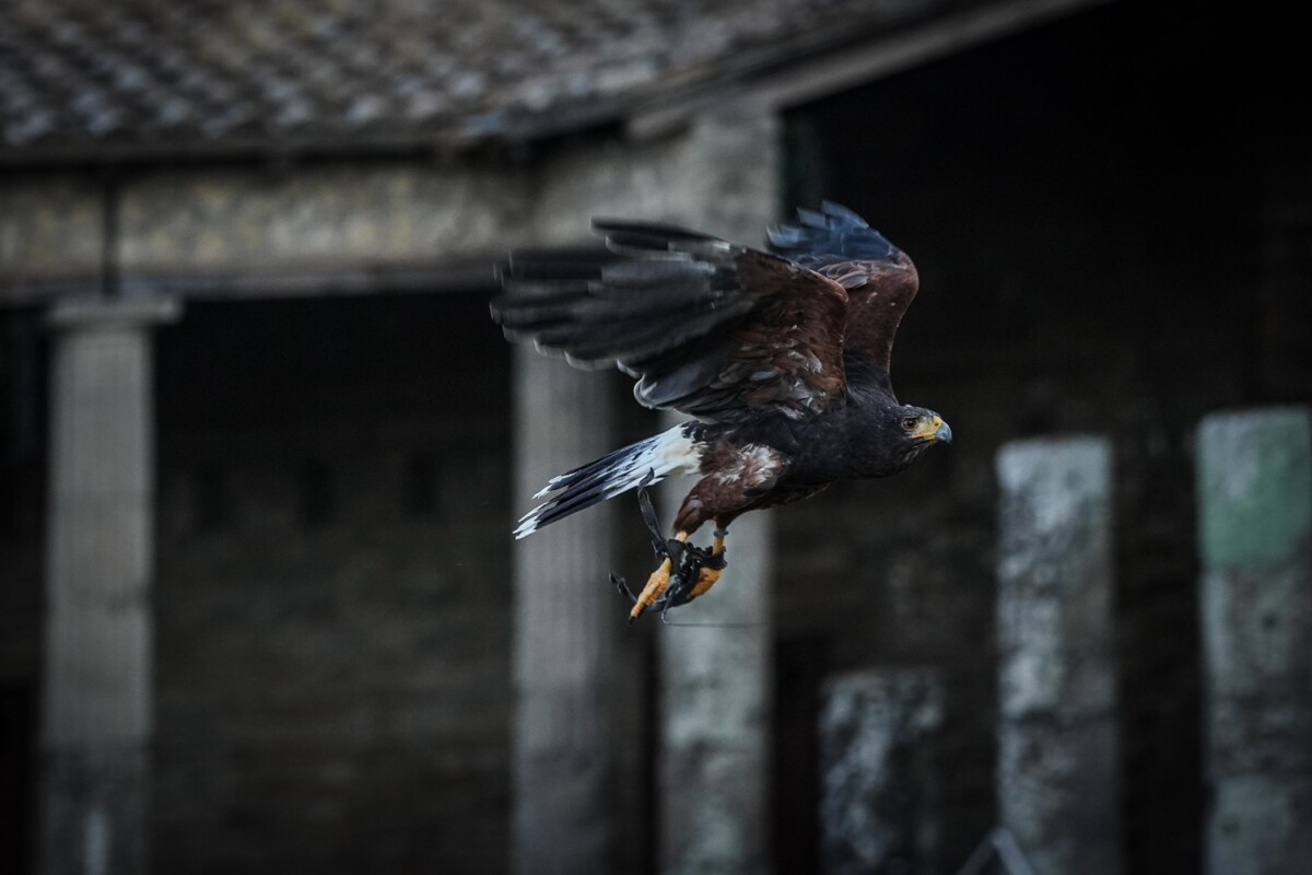 rapaci guardiani pompei